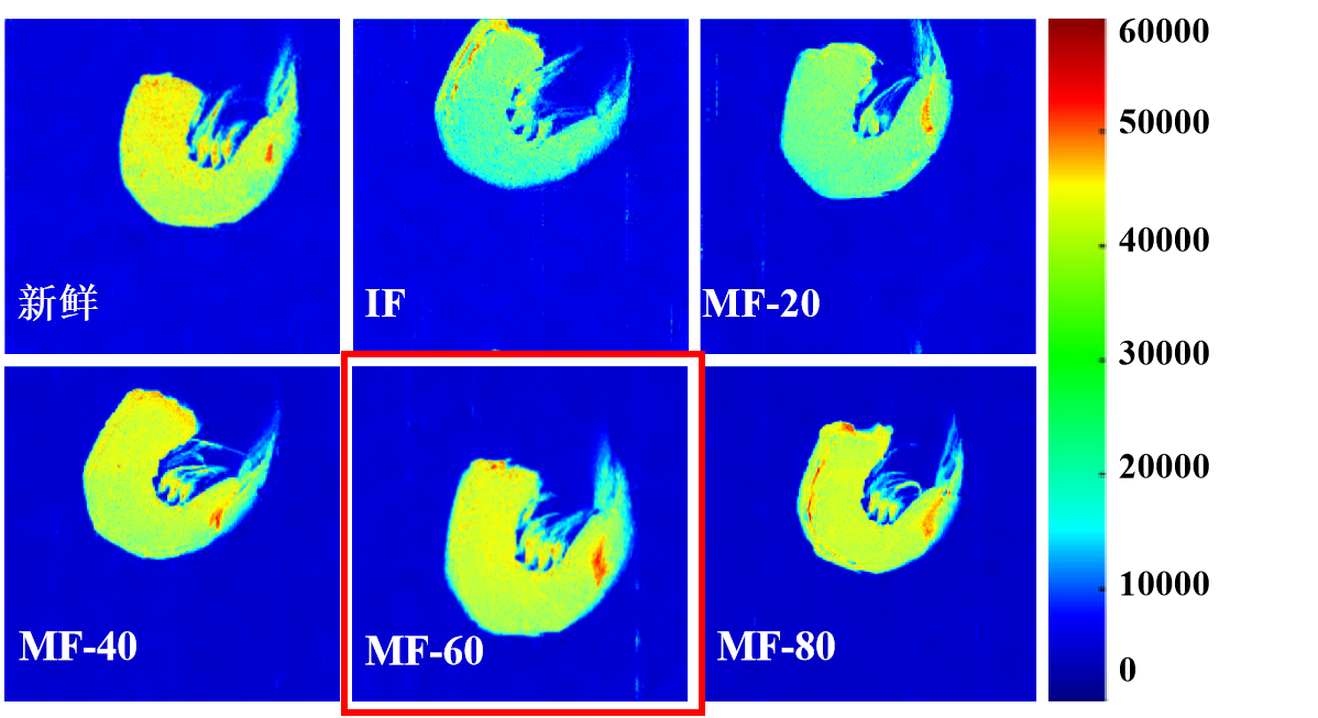 “时搏官方网页版杯”江南大学优秀案例解析|低场核磁共振分析用于磁场辅助冷冻对虾仁水分迁移的调控研究